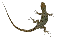 lagartija lagartija.gif