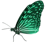 mariposa mariposa.gif