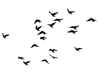 pajaros pajaros.gif